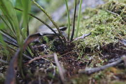 Image of narrowtip lepisorus