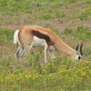 Image of Black Springbok