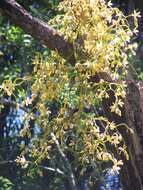 Image of Pseudovanilla foliata (F. Muell.) Garay