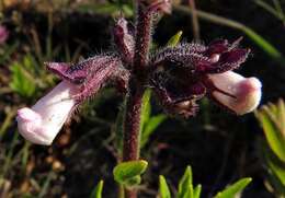 Image of Syncolostemon thorncroftii (N. E. Br.) D. F. Otieno