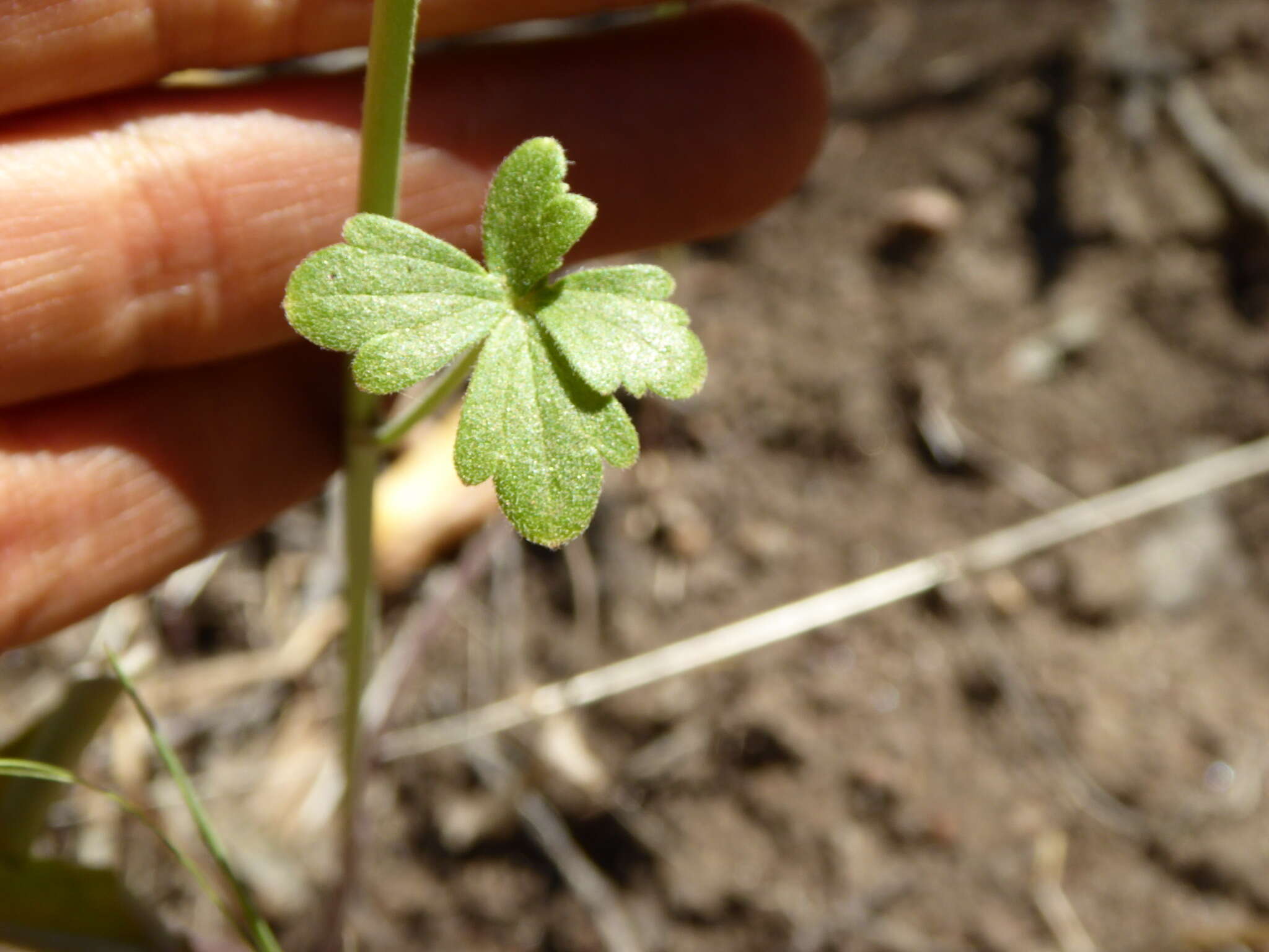 Image of zigzag larkspur