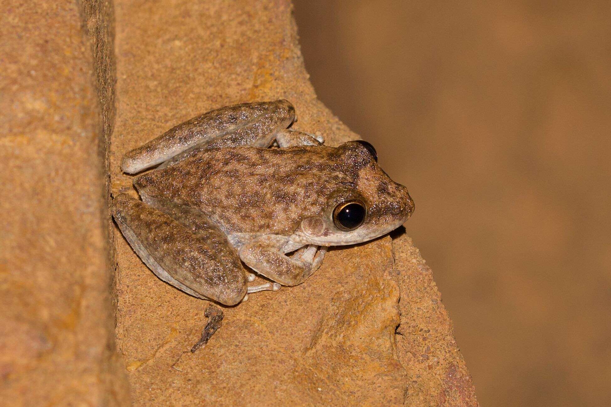 Image de Litoria coplandi (Tyler 1968)