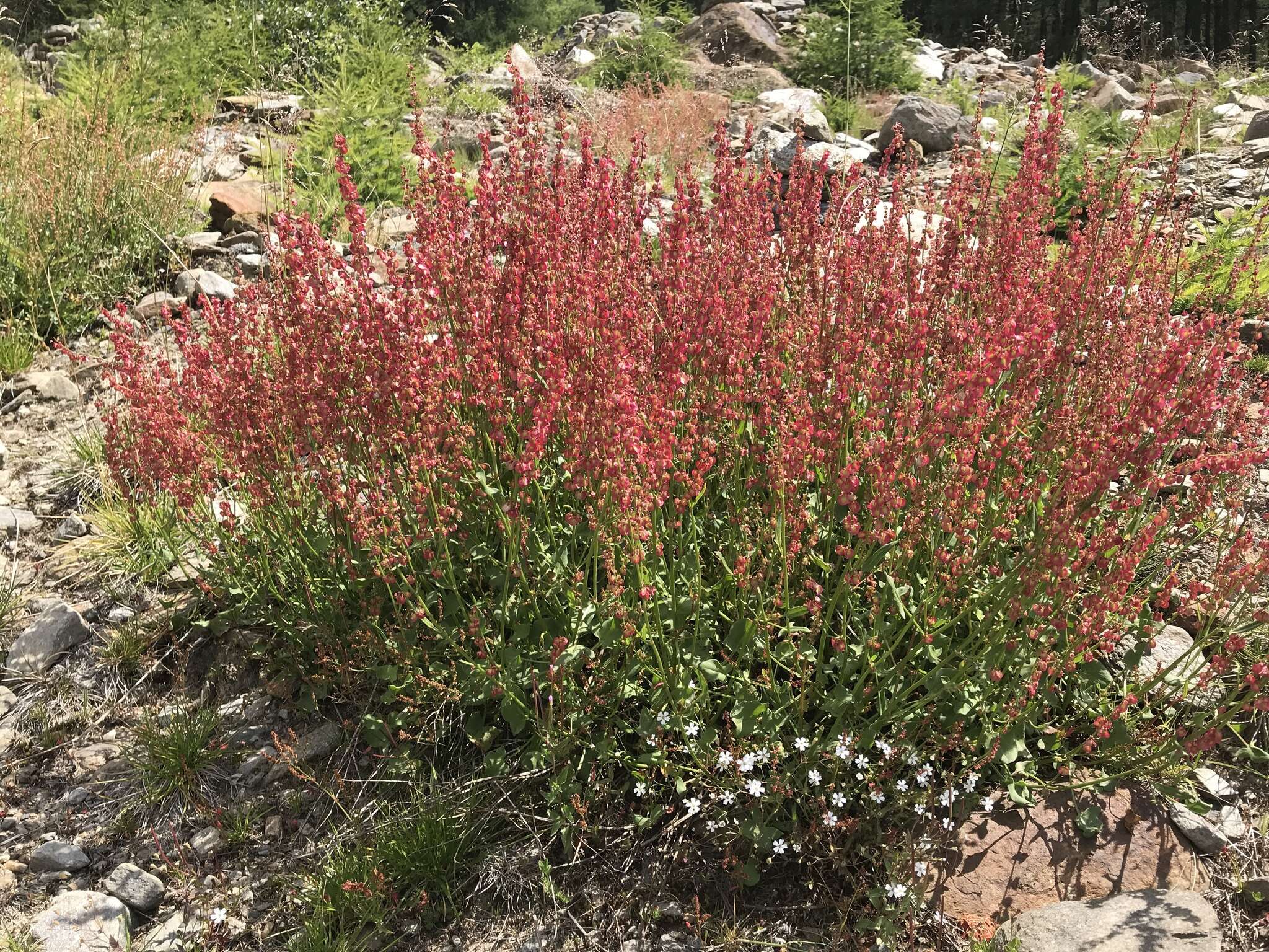 Rumex scutatus L. resmi