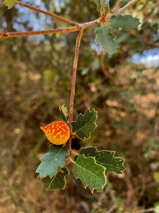 Image of hybrid oak