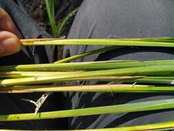 Image of Carex elata subsp. omskiana (Meinsh.) Jalas