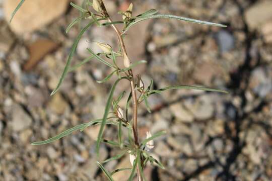 Image of Anticharis senegalensis (Walp.) Bhandari