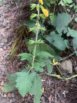 Image of Salvia nipponica Miq.