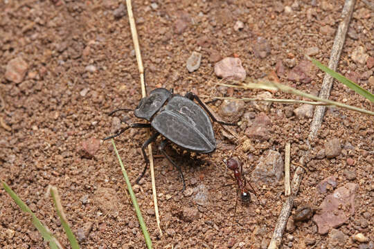 Image of Stenomorpha (Asidopsis) opaca (Say 1824)