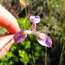 Plancia ëd Moraea helmei Goldblatt & J. C. Manning