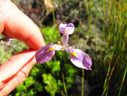 Image of Moraea helmei Goldblatt & J. C. Manning