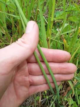 Image of slender false garlic