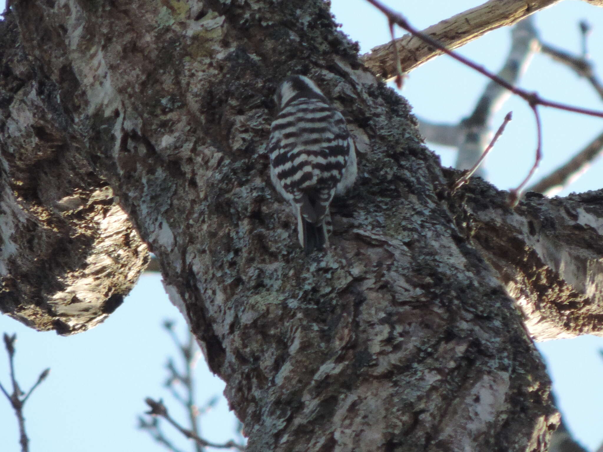 Image of Japanese Pygmy Woodpecker