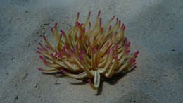 Image of Golden anemone