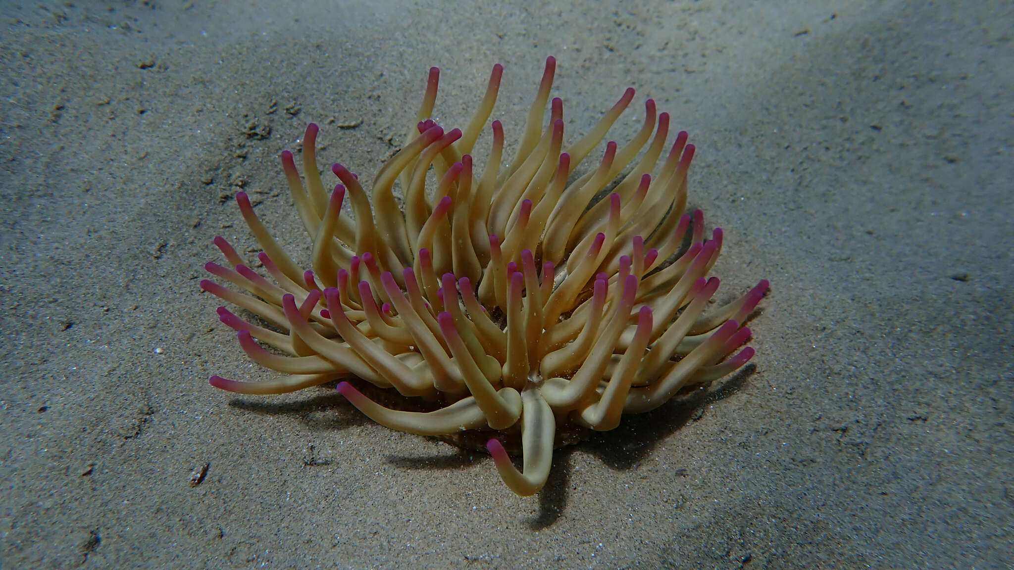 Image of Golden anemone