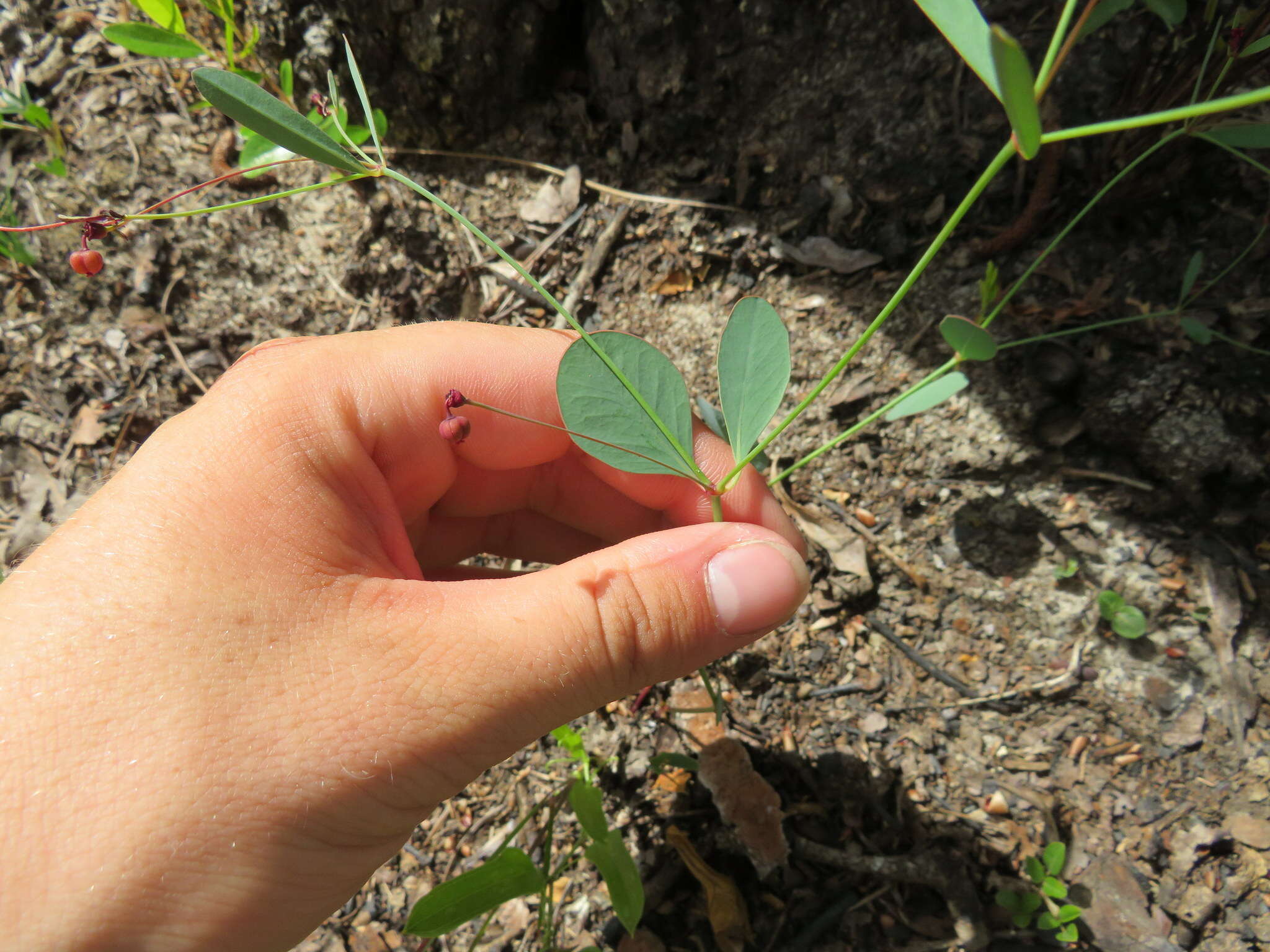 Sivun Euphorbia exserta (Small) Coker kuva