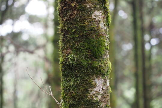 Image of Nikko Fir