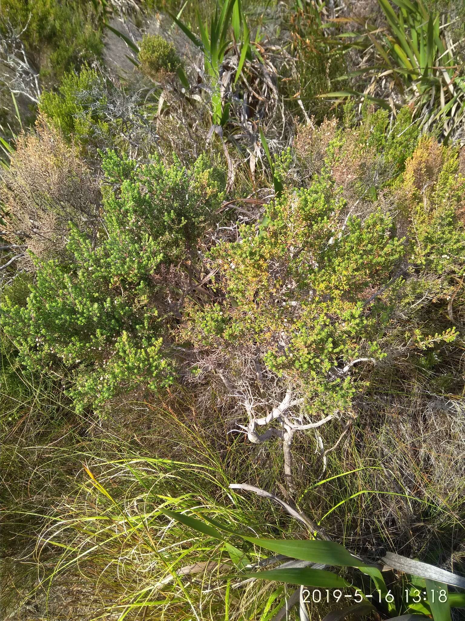 Image of Erica hirtiflora Curt.