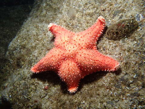 Image of Arctic cushion star