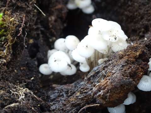 Tricholoma margarita (Murrill) Murrill 1940 resmi