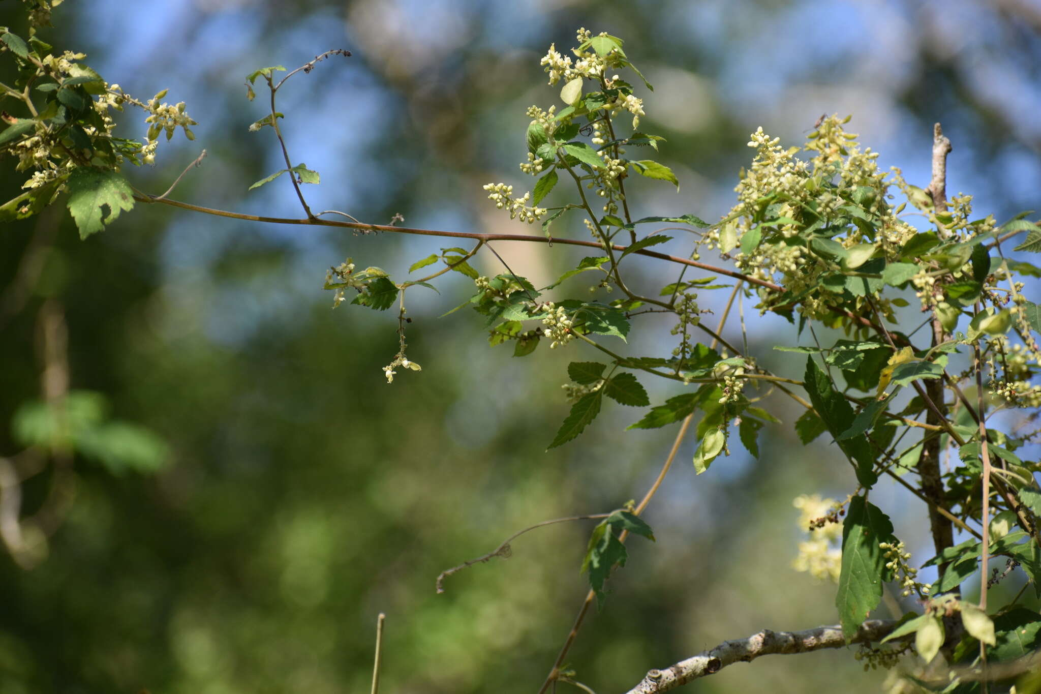 Image of urvillea