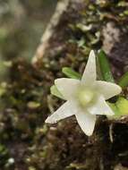 Imagem de Angraecum lecomtei H. Perrier