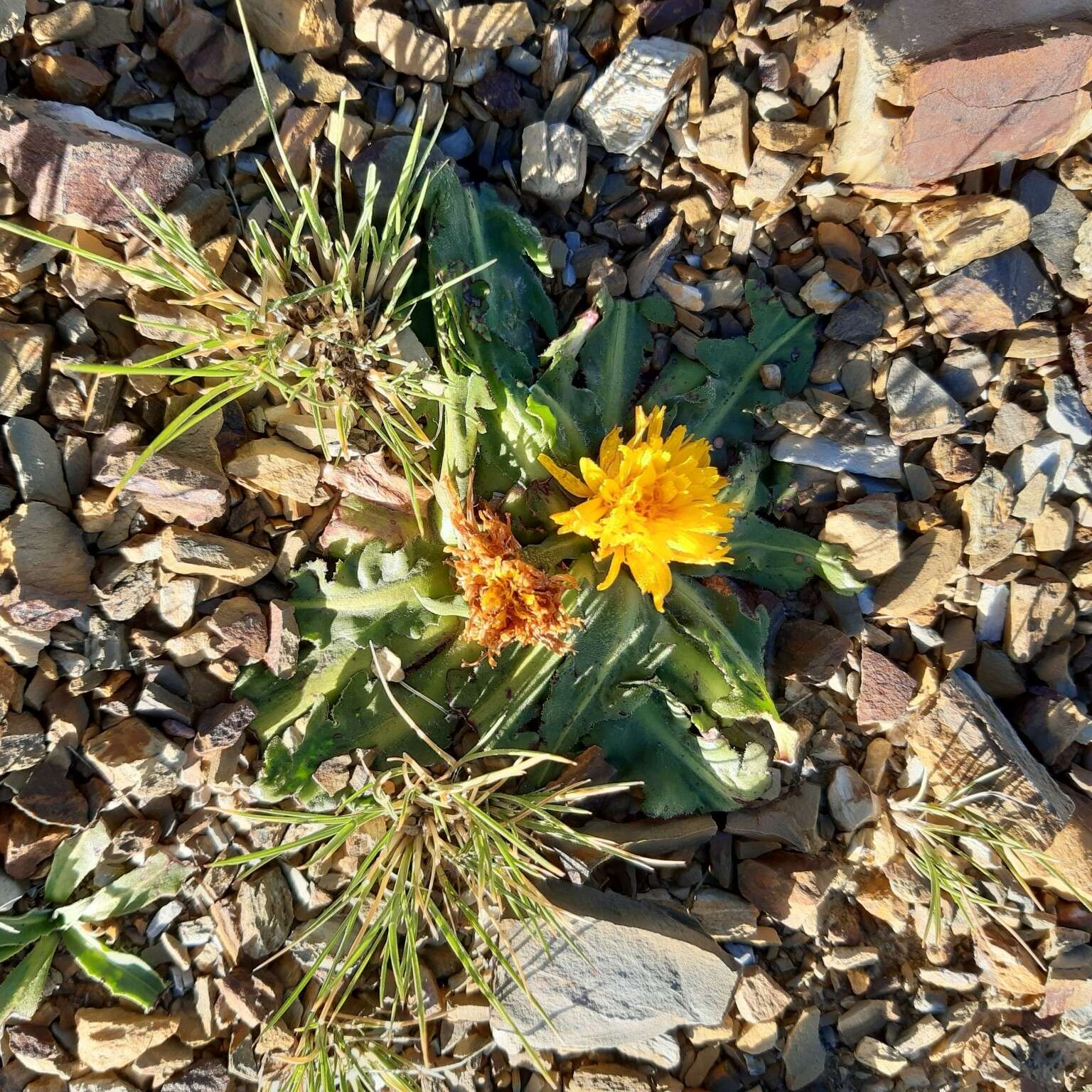 Image of Hypochaeris meyeniana (Walp.) Griseb.