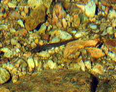 Image of Sardinian Brook Salamander