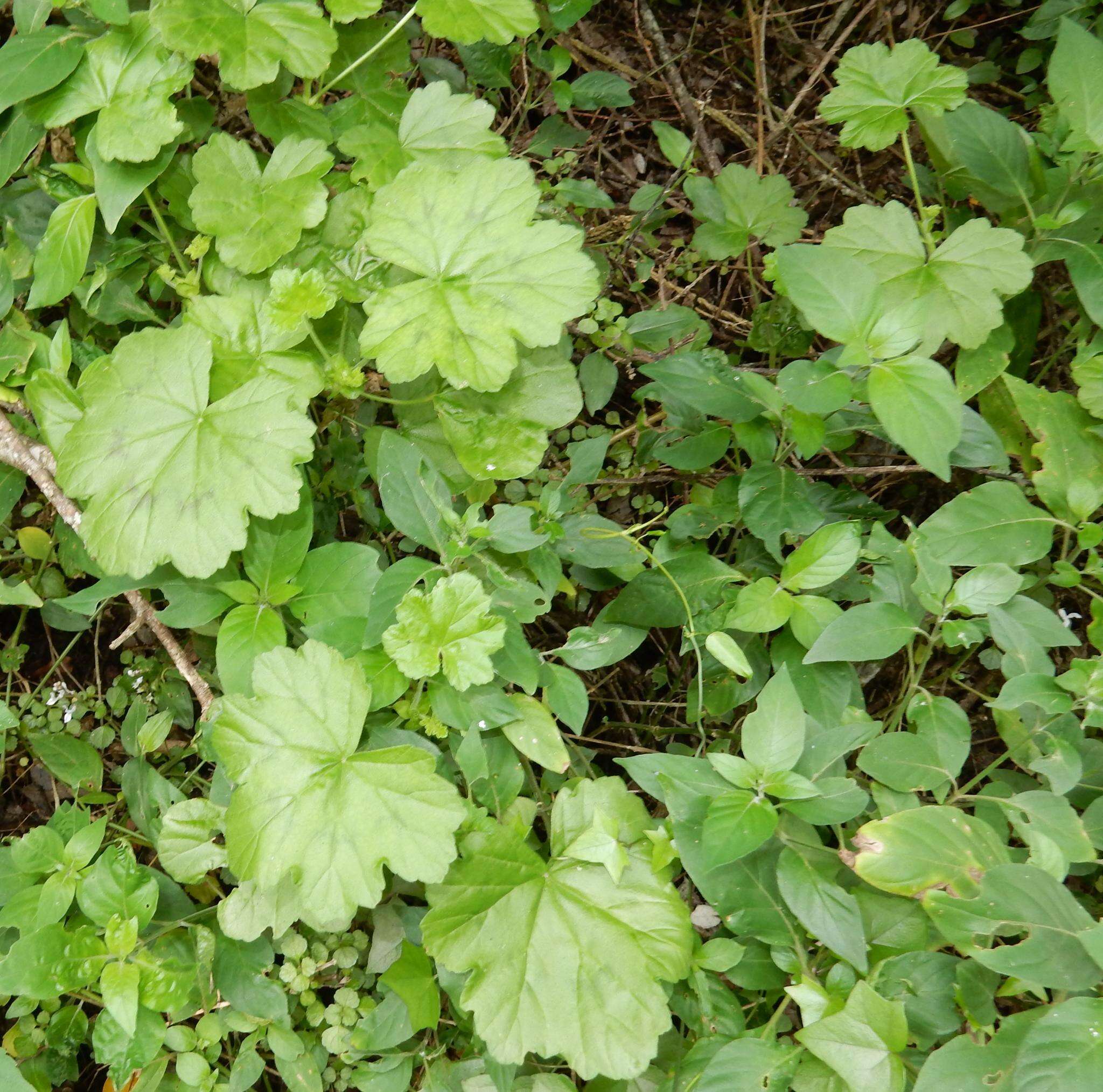 Image of Pelargonium frutetorum R. A. Dyer