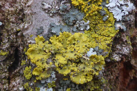 Image of Fringed candleflame lichen;   Lemon lichen