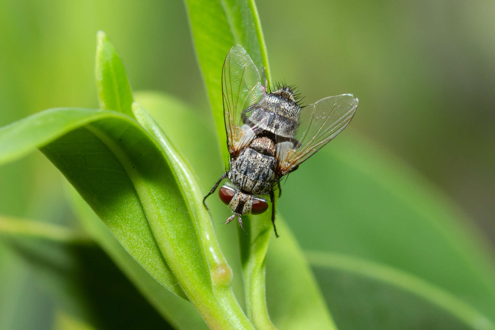 Drino atropivora (Robineau-Desvoidy 1830) resmi