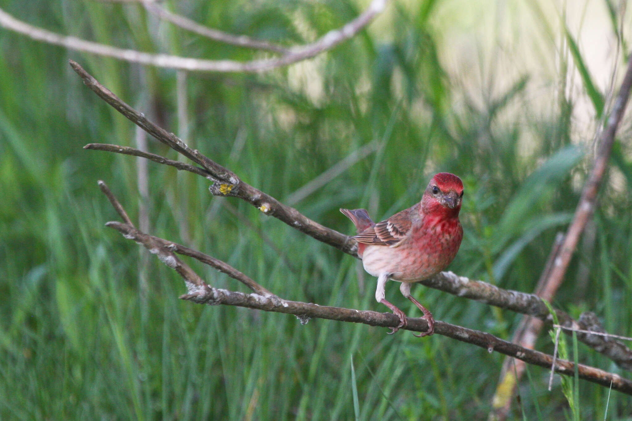 Image of Common Rosefinch