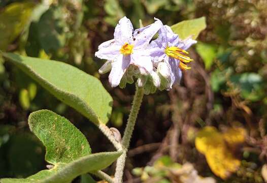 Image of orangeberry nightshade