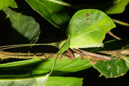 Typophyllum mortuifolium Walker & F. 1870 resmi