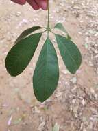 Image of Ceiba pubiflora (A. St.-Hil.) Schum.