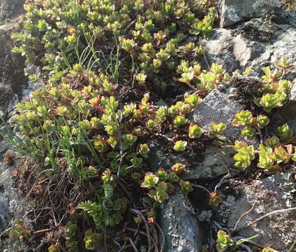 Image of hybrid stonecrop