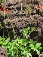 Image of Pelargonium tongaense P. Vorster