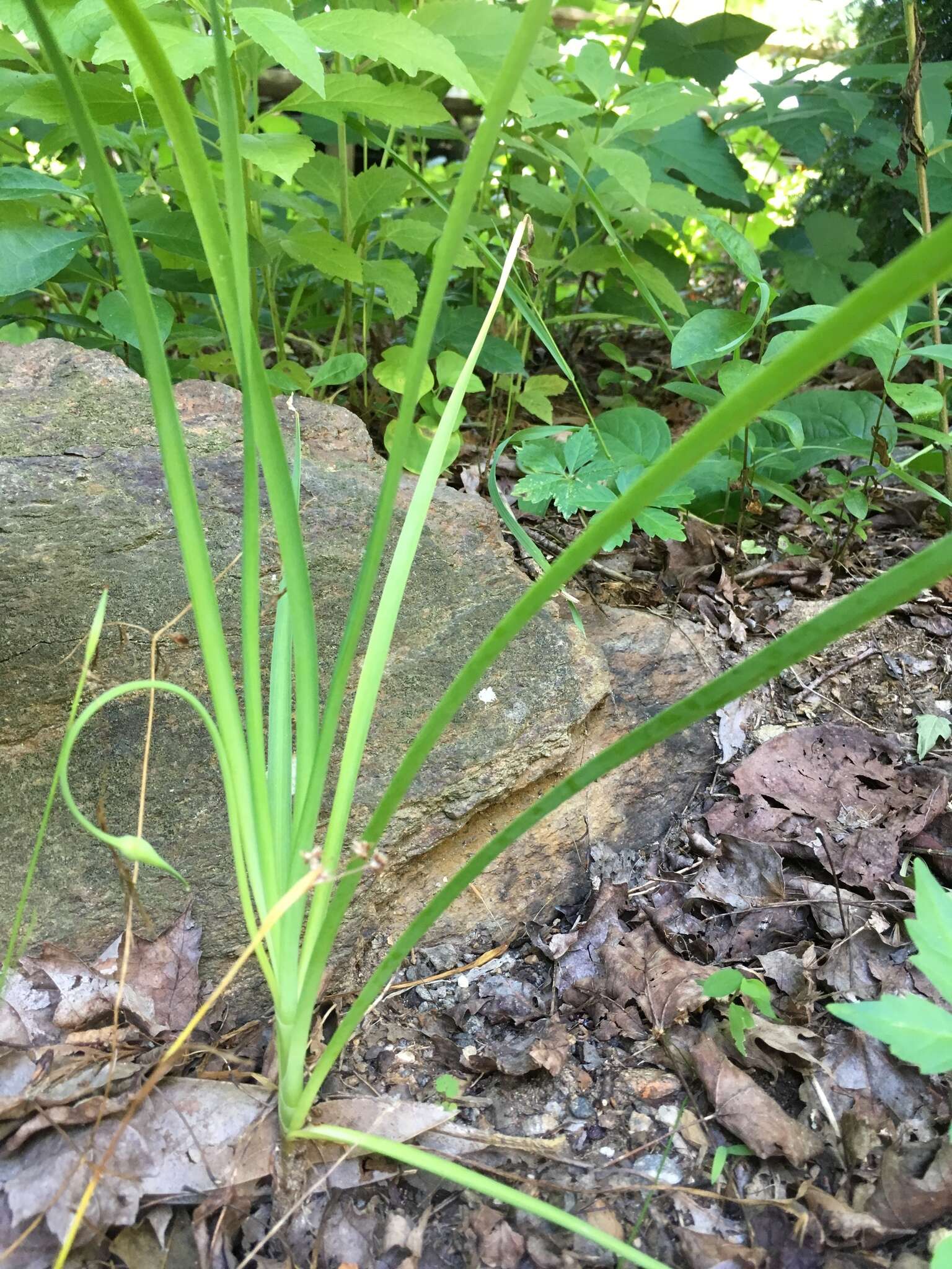 صورة Allium cernuum var. cernuum