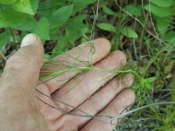 صورة Thelesperma filifolium (Hook.) A. Gray