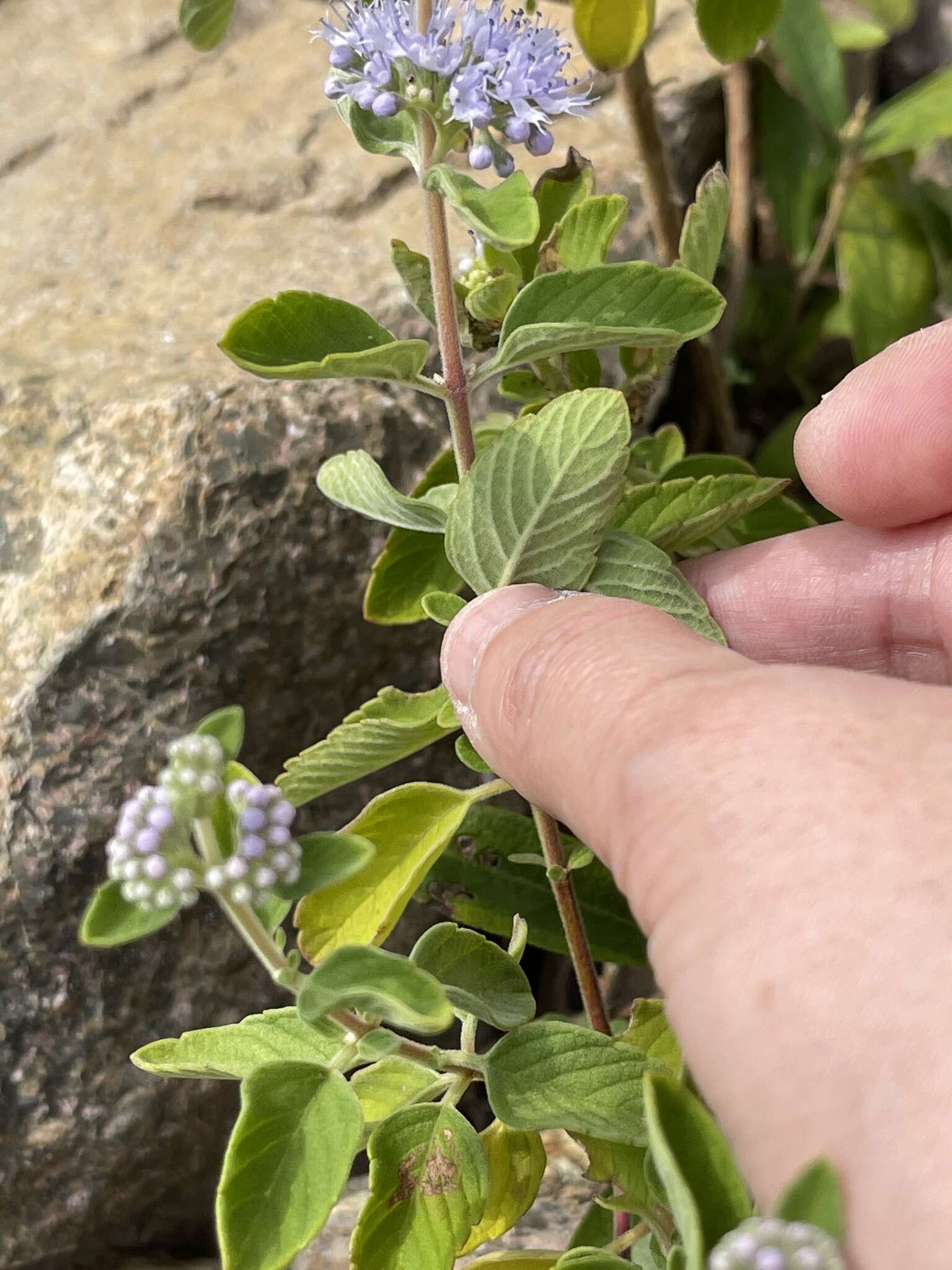 Image of Caryopteris incana (Thunb. ex Houtt.) Miq.