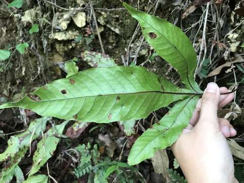 Image of Tectaria harlandii (Hook.) C. M. Kuo