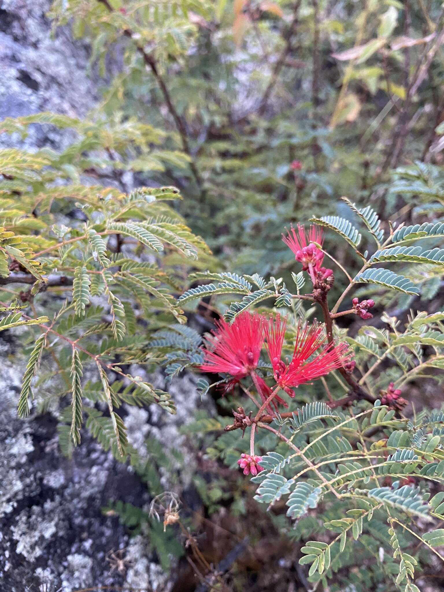 Imagem de Calliandra peninsularis Rose