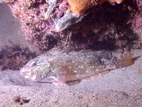 Image of Loosetooth parrotfish