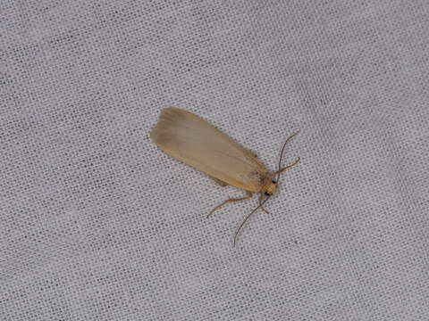 Image of buff footman