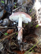 Image of Lepiota decorata Zeller 1929