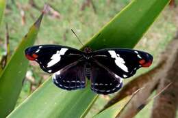 Image of Catonephele numilia penthia Hewitson 1852