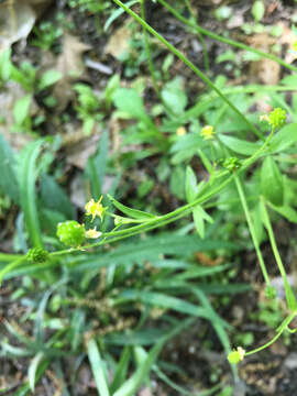 Image of littleleaf buttercup