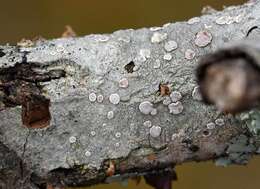 Imagem de Lecanora subpallens