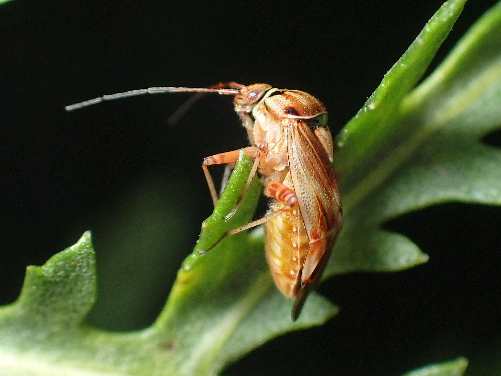 Image of Lygus punctatus (Zetterstedt 1838)