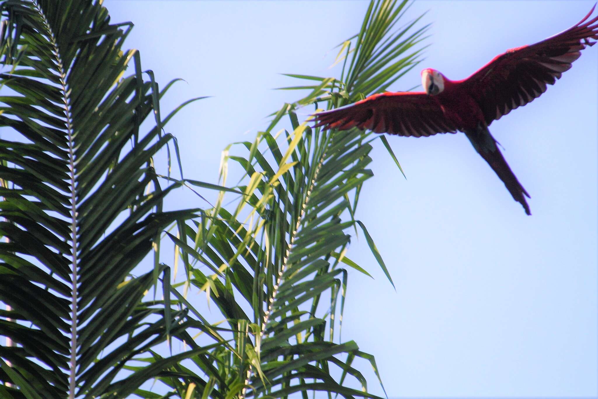 Image of Red-and-green Macaw