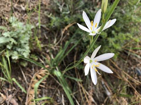 Image of St. Bernard’s lily